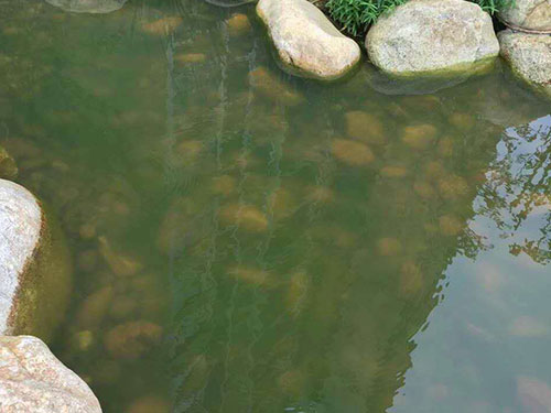 水中藻類(lèi)防除2