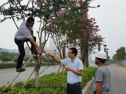 紫薇蚧殼蟲(chóng)治理2