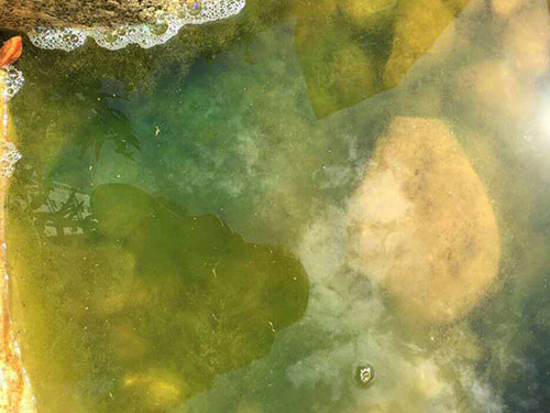 水中藻類(lèi)防除4