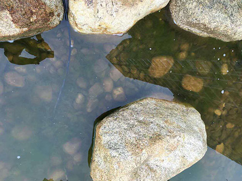 水中藻類(lèi)防除5