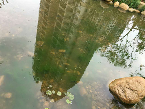 水中藻類(lèi)防除1